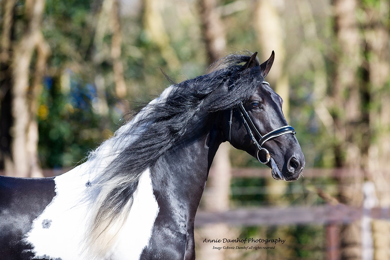 Barock Pinto stallion GAMBO BP46